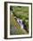 Oregon, Mt. Hood Wilderness. Wildflowers Along Elk Cove Creek-Steve Terrill-Framed Photographic Print