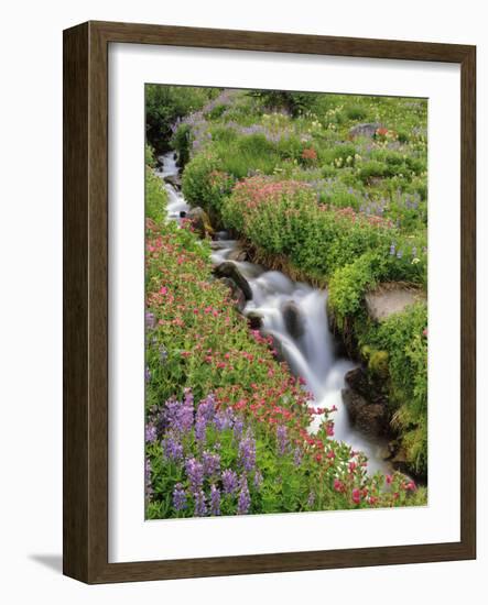 Oregon, Mt. Hood Wilderness. Wildflowers Along Elk Cove Creek-Steve Terrill-Framed Photographic Print