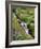 Oregon, Mt. Hood Wilderness. Wildflowers Along Elk Cove Creek-Steve Terrill-Framed Photographic Print