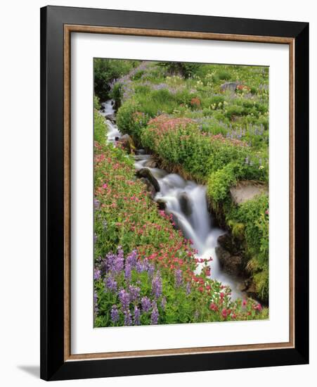 Oregon, Mt. Hood Wilderness. Wildflowers Along Elk Cove Creek-Steve Terrill-Framed Photographic Print