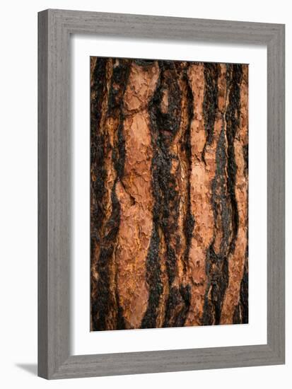 Oregon Pine I-Erin Berzel-Framed Art Print