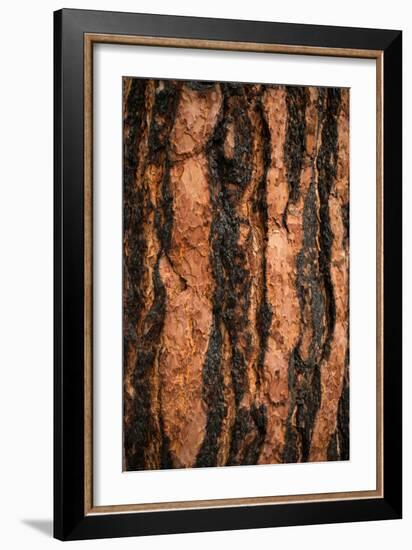 Oregon Pine I-Erin Berzel-Framed Art Print