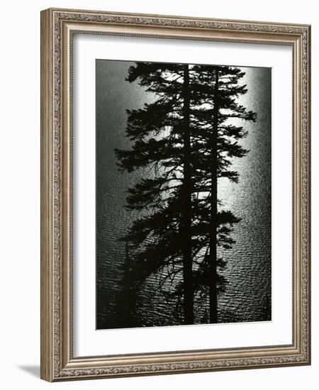 Oregon Pines, 1967-Brett Weston-Framed Photographic Print