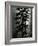 Oregon Pines, 1967-Brett Weston-Framed Photographic Print