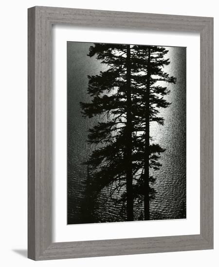 Oregon Pines, 1967-Brett Weston-Framed Photographic Print