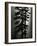 Oregon Pines, 1967-Brett Weston-Framed Photographic Print