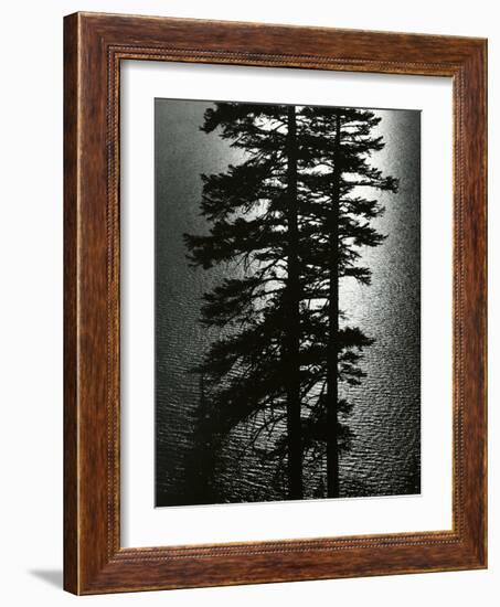 Oregon Pines, 1967-Brett Weston-Framed Photographic Print