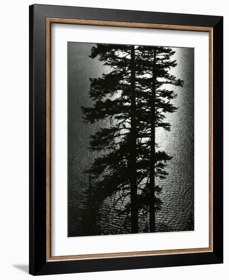 Oregon Pines, 1967-Brett Weston-Framed Photographic Print