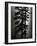 Oregon Pines, 1967-Brett Weston-Framed Photographic Print