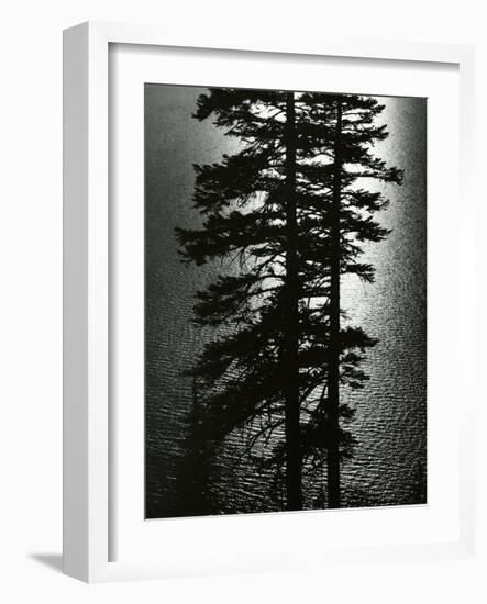 Oregon Pines, 1967-Brett Weston-Framed Photographic Print