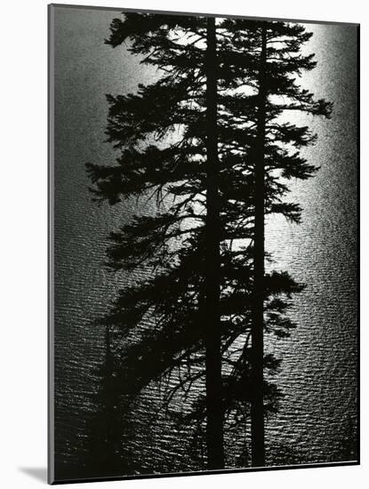 Oregon Pines, 1967-Brett Weston-Mounted Photographic Print