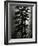 Oregon Pines, 1967-Brett Weston-Framed Photographic Print