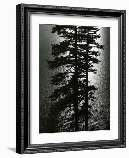 Oregon Pines, 1967-Brett Weston-Framed Photographic Print