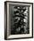 Oregon Pines, 1967-Brett Weston-Framed Photographic Print