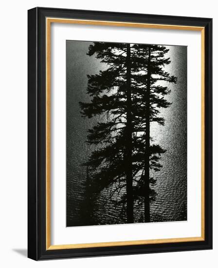 Oregon Pines, 1967-Brett Weston-Framed Photographic Print