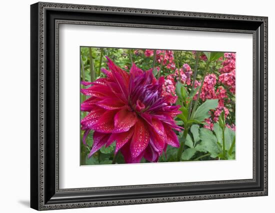 Oregon, Portland. Babylon Purple Dahlia and Pink Phlox with Droplets-Jaynes Gallery-Framed Photographic Print
