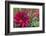 Oregon, Portland. Babylon Purple Dahlia and Pink Phlox with Droplets-Jaynes Gallery-Framed Photographic Print