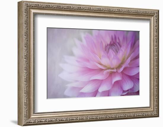 Oregon, Portland. Pink Dahlia Close-Up-Jaynes Gallery-Framed Photographic Print