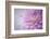 Oregon, Portland. Pink Dahlia Close-Up-Jaynes Gallery-Framed Photographic Print
