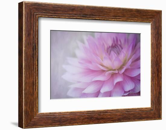 Oregon, Portland. Pink Dahlia Close-Up-Jaynes Gallery-Framed Photographic Print