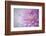 Oregon, Portland. Pink Dahlia Close-Up-Jaynes Gallery-Framed Photographic Print