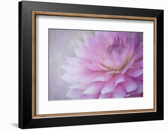 Oregon, Portland. Pink Dahlia Close-Up-Jaynes Gallery-Framed Photographic Print