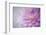 Oregon, Portland. Pink Dahlia Close-Up-Jaynes Gallery-Framed Photographic Print