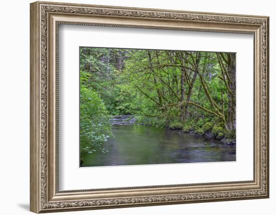 Oregon. Silver Falls State Park, spring flora, primarily maple and red alder-John Barger-Framed Photographic Print