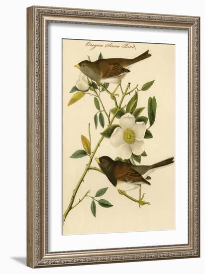 Oregon Snow Bird-John James Audubon-Framed Art Print