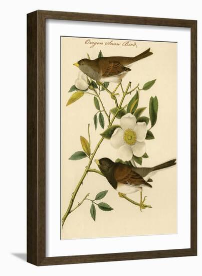 Oregon Snow Bird-John James Audubon-Framed Art Print