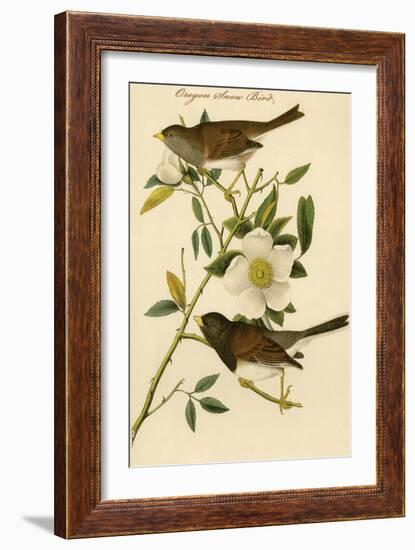 Oregon Snow Bird-John James Audubon-Framed Art Print