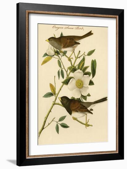 Oregon Snow Bird-John James Audubon-Framed Art Print