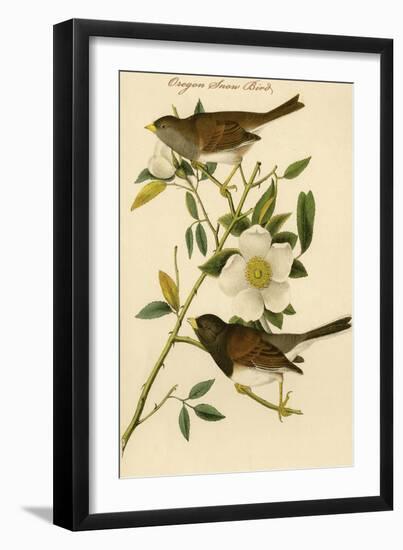 Oregon Snow Bird-John James Audubon-Framed Art Print