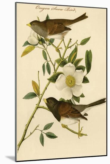 Oregon Snow Bird-John James Audubon-Mounted Art Print