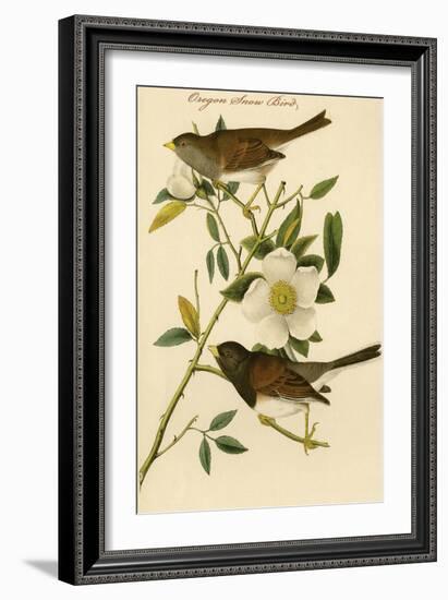 Oregon Snow Bird-John James Audubon-Framed Art Print