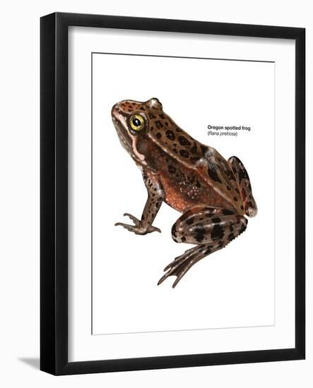 Oregon Spotted Frog (Rana Pretiosa), Amphibians-Encyclopaedia Britannica-Framed Art Print