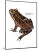 Oregon Spotted Frog (Rana Pretiosa), Amphibians-Encyclopaedia Britannica-Mounted Art Print