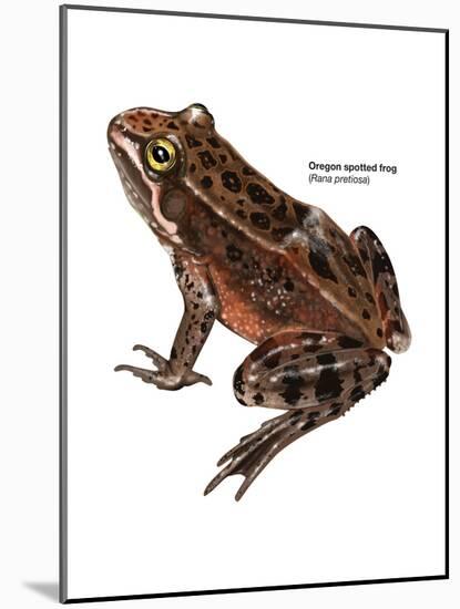 Oregon Spotted Frog (Rana Pretiosa), Amphibians-Encyclopaedia Britannica-Mounted Art Print