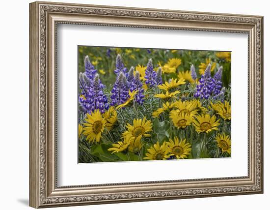 Oregon, Tom Mccall Nature Conservancy. Balsamroot and Lupine Flowers Close-Up-Jaynes Gallery-Framed Photographic Print