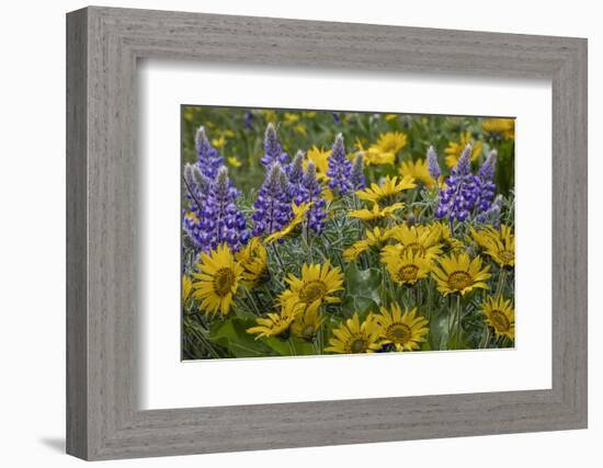 Oregon, Tom Mccall Nature Conservancy. Balsamroot and Lupine Flowers Close-Up-Jaynes Gallery-Framed Photographic Print