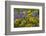 Oregon, Tom Mccall Nature Conservancy. Balsamroot and Lupine Flowers Close-Up-Jaynes Gallery-Framed Photographic Print