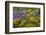 Oregon, Tom Mccall Nature Conservancy. Balsamroot and Lupine Flowers Close-Up-Jaynes Gallery-Framed Photographic Print