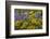 Oregon, Tom Mccall Nature Conservancy. Balsamroot and Lupine Flowers Close-Up-Jaynes Gallery-Framed Photographic Print