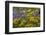 Oregon, Tom Mccall Nature Conservancy. Balsamroot and Lupine Flowers Close-Up-Jaynes Gallery-Framed Photographic Print