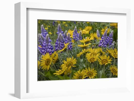 Oregon, Tom Mccall Nature Conservancy. Balsamroot and Lupine Flowers Close-Up-Jaynes Gallery-Framed Photographic Print