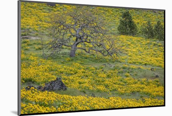 Oregon, Tom Mccall Nature Conservancy. Meadow with Balsamroot Flowers and Oak Tree-Jaynes Gallery-Mounted Photographic Print