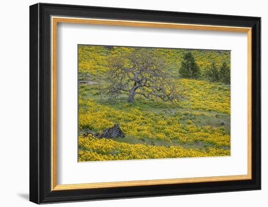 Oregon, Tom Mccall Nature Conservancy. Meadow with Balsamroot Flowers and Oak Tree-Jaynes Gallery-Framed Photographic Print