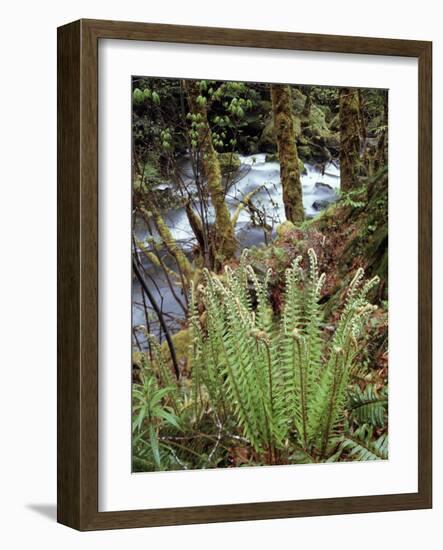Oregon, Umpqua National Forest, a Fern Growing Along Little River-Christopher Talbot Frank-Framed Photographic Print