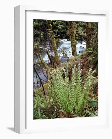 Oregon, Umpqua National Forest, a Fern Growing Along Little River-Christopher Talbot Frank-Framed Photographic Print