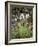 Oregon, Umpqua National Forest, a Fern Growing Along Little River-Christopher Talbot Frank-Framed Photographic Print